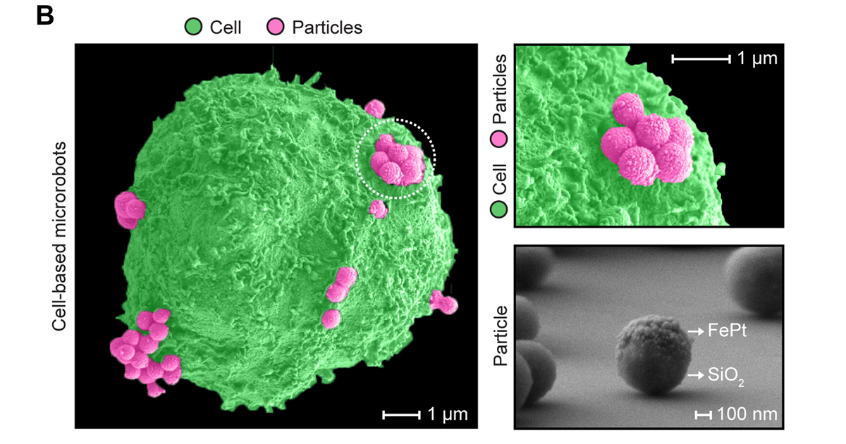 Crean microrrobots a partir de células humanas que se guían con imanes para eliminar células cancerosas sin dañar las sanas