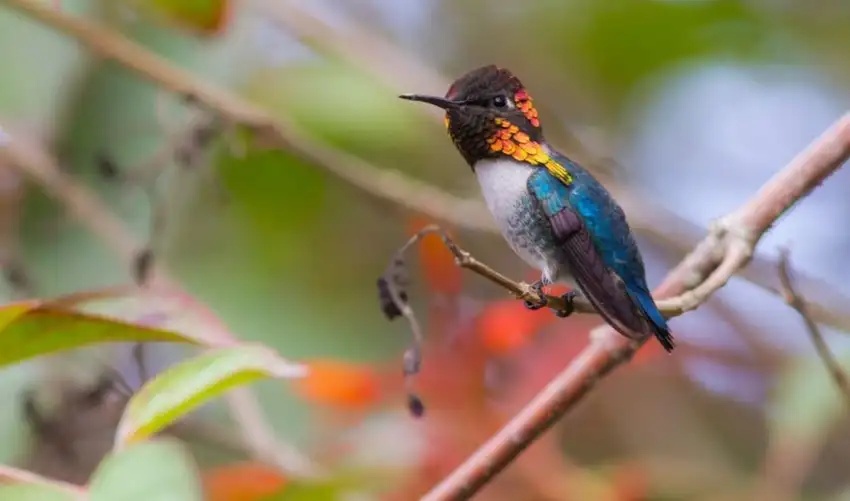 El ave más pequeña del mundo vive en la selva de América Latina