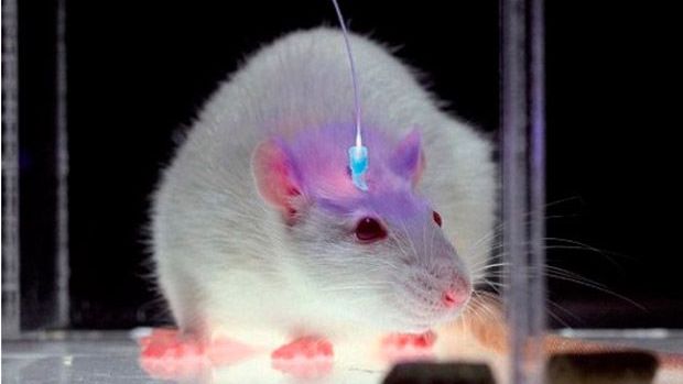 La optogenética logra restaurar parcialmente la visión en pacientes con ceguera por retinosis pigmentaria